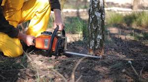 Best Tree Cabling and Bracing  in The Hills, NJ