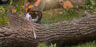 Best Lawn Pest Prevention  in The Hills, NJ