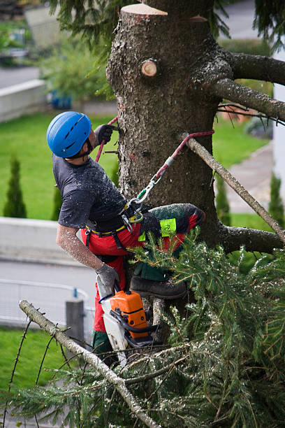 Best Tree Disease Treatment  in The Hills, NJ