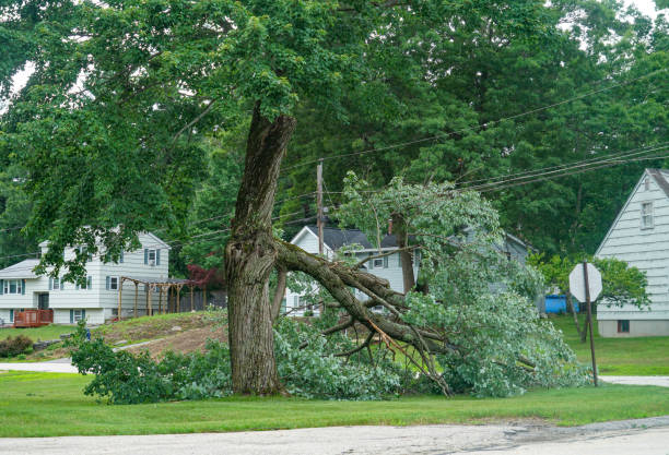 Best Storm Damage Tree Cleanup  in The Hills, NJ