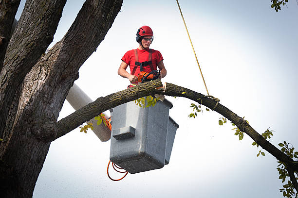 Trusted The Hills, NJ Tree Removal Experts