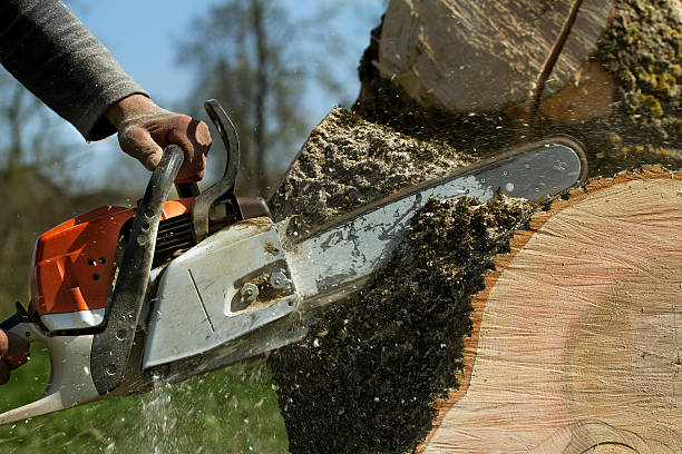 Best Root Management and Removal  in The Hills, NJ