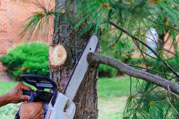 Best Fruit Tree Pruning  in The Hills, NJ